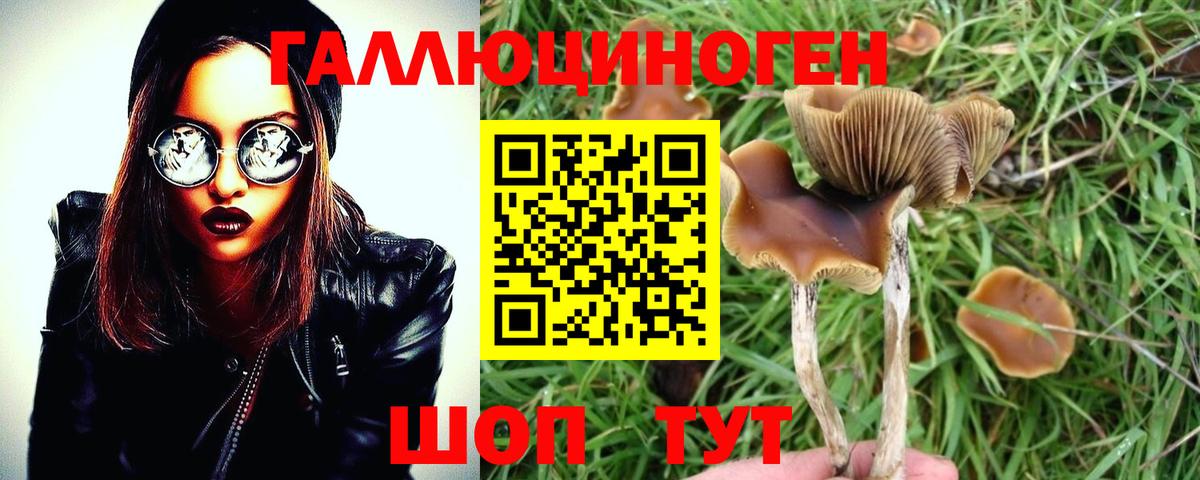 Галлюциногенные грибы Psilocybine cubensis Кыштым